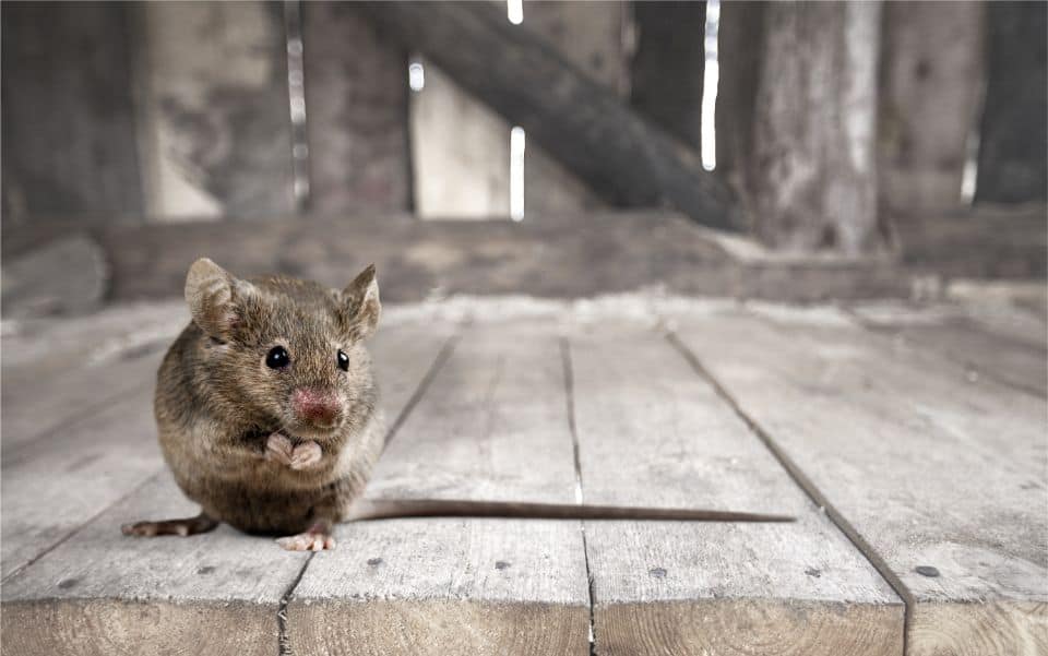  Conquering Household Pests in Homes Near Lexington, Kentucky (KY) like Ants, Mosquitos, Cockroaches, and Bed Bugs