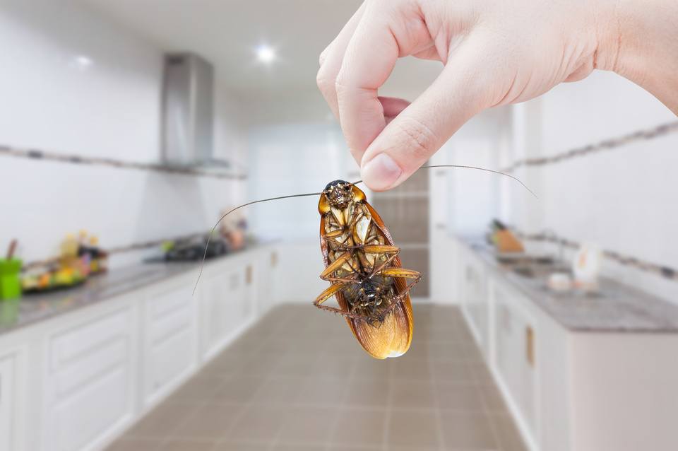 Controlling Household Pests in Homes Near Lexington, Kentucky (KY) like Mice, Beg Bugs, and Cockroaches