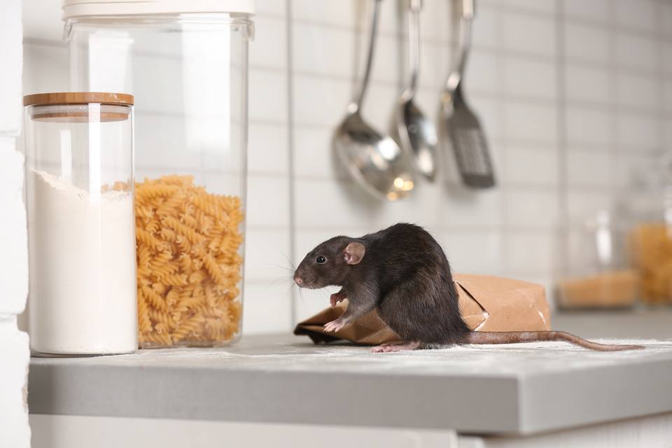 Eliminating Household Pests in Homes Near Lexington, Kentucky (KY) like Mice, Beg Bugs, and Cockroaches