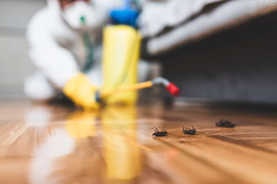 Helpful Hints for Combating Household Pests Near Lexington, Kentucky (KY) including managing bed bugs and roaches.