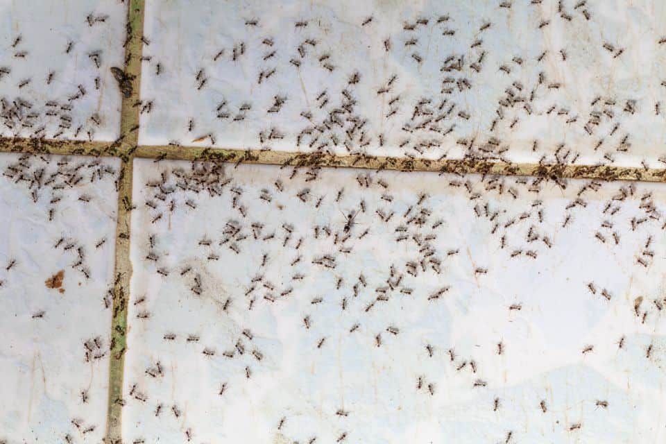 Conquering Household Pests in Homes Near Lexington, Kentucky (KY) like Ants, Mosquitos, Cockroaches, and Bed Bugs