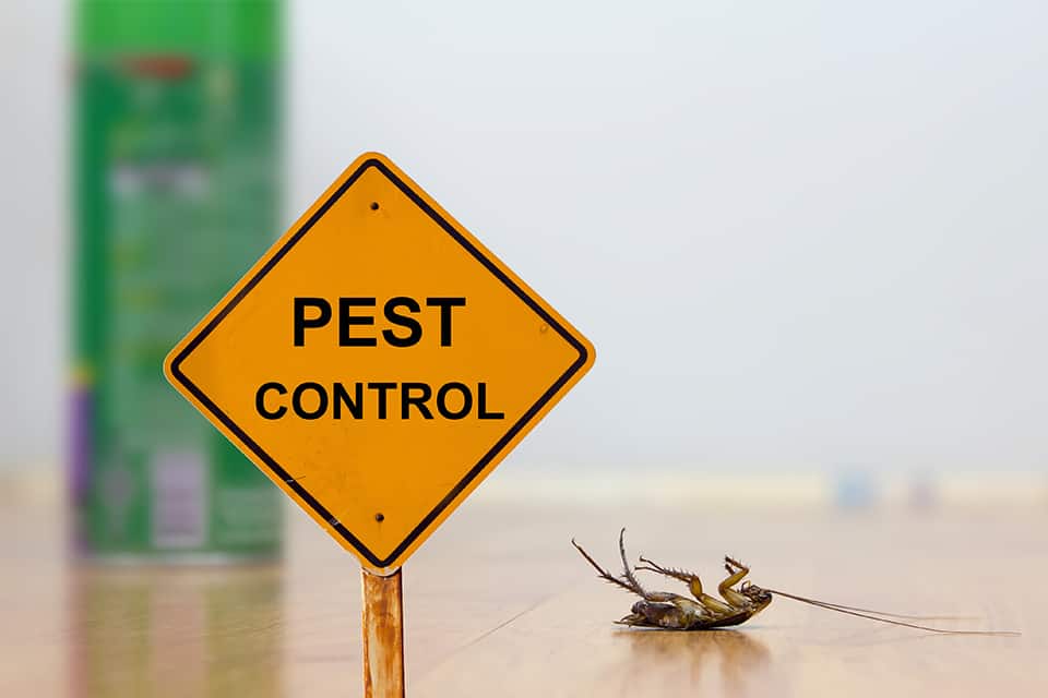 Conquering Household Pests in Homes Near Lexington, Kentucky (KY) like Ants, Mosquitos, Cockroaches, and Bed Bugs