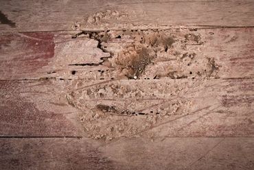 Termite Damaged Wood