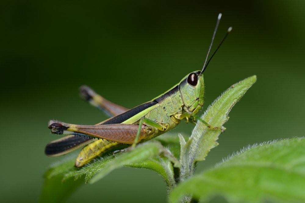 cricket extermination