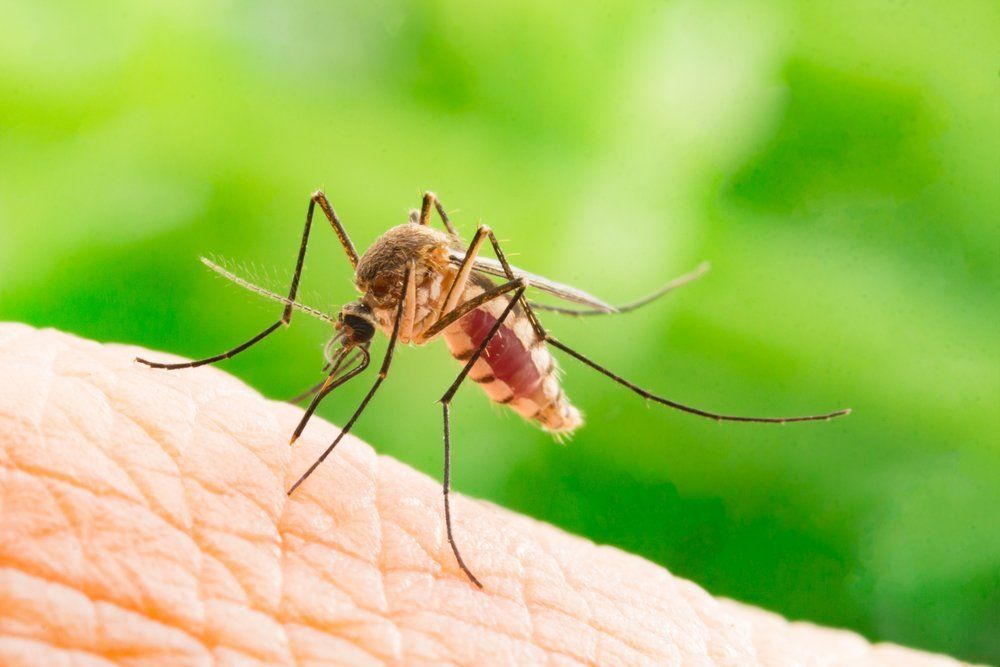 mosquito control