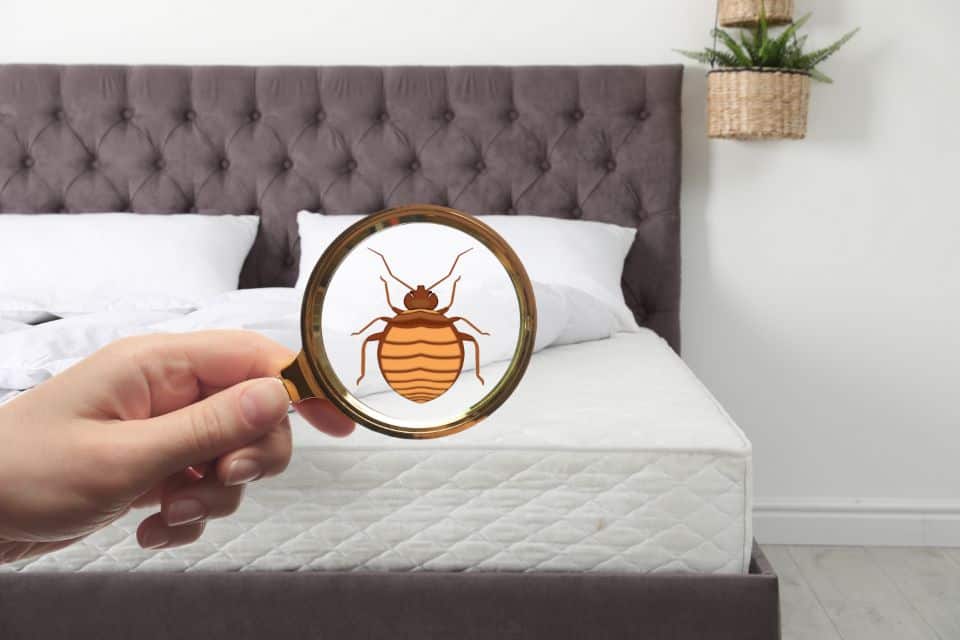 Conquering Household Pests in Homes Near Lexington, Kentucky (KY) like Ants, Mosquitos, Cockroaches, and Bed Bugs