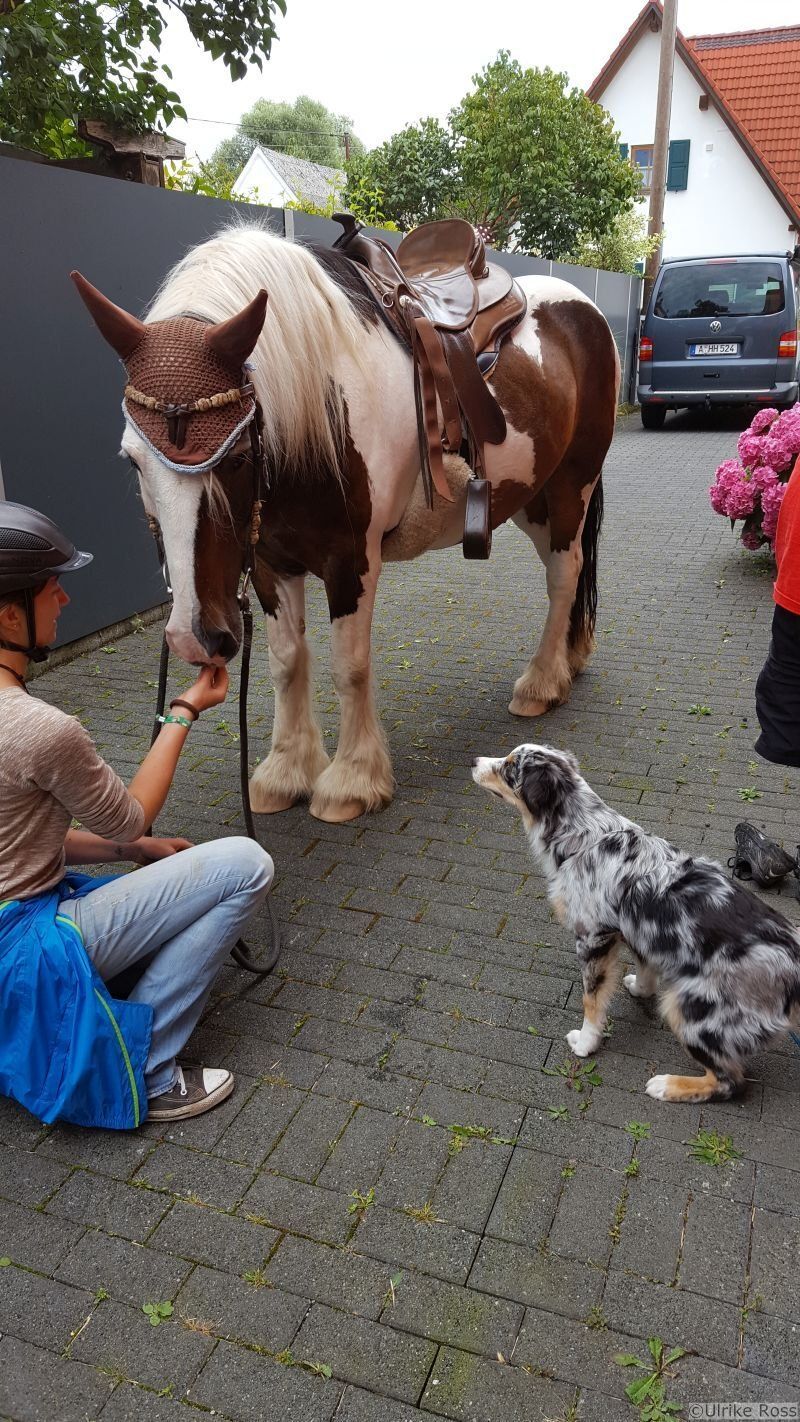Blues besucht Yuma