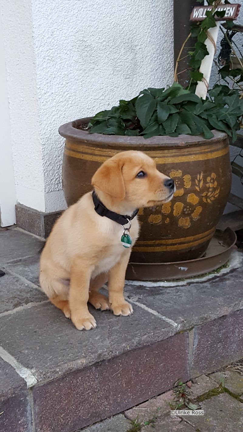 Milo