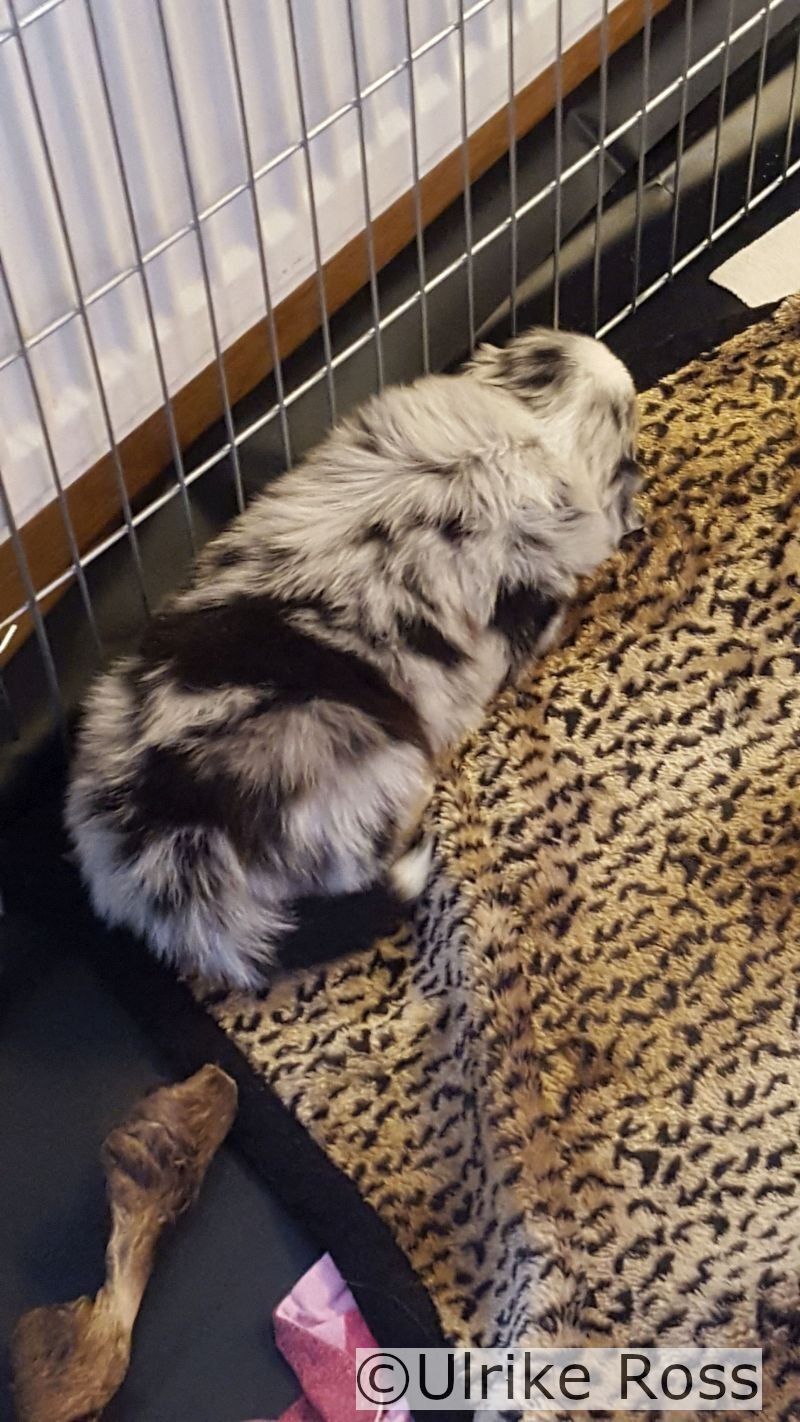 Yuma, vier Wochen alt