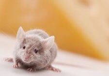 Rat — Alfred, ME — Liberty Pest Control