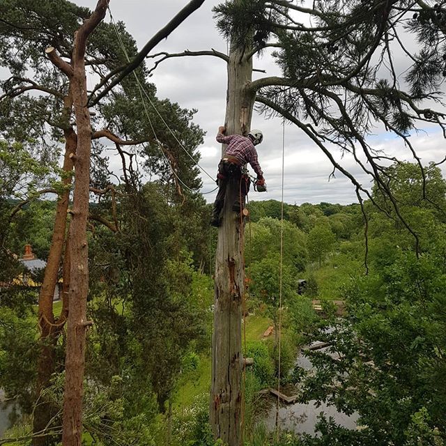 tree services example 10