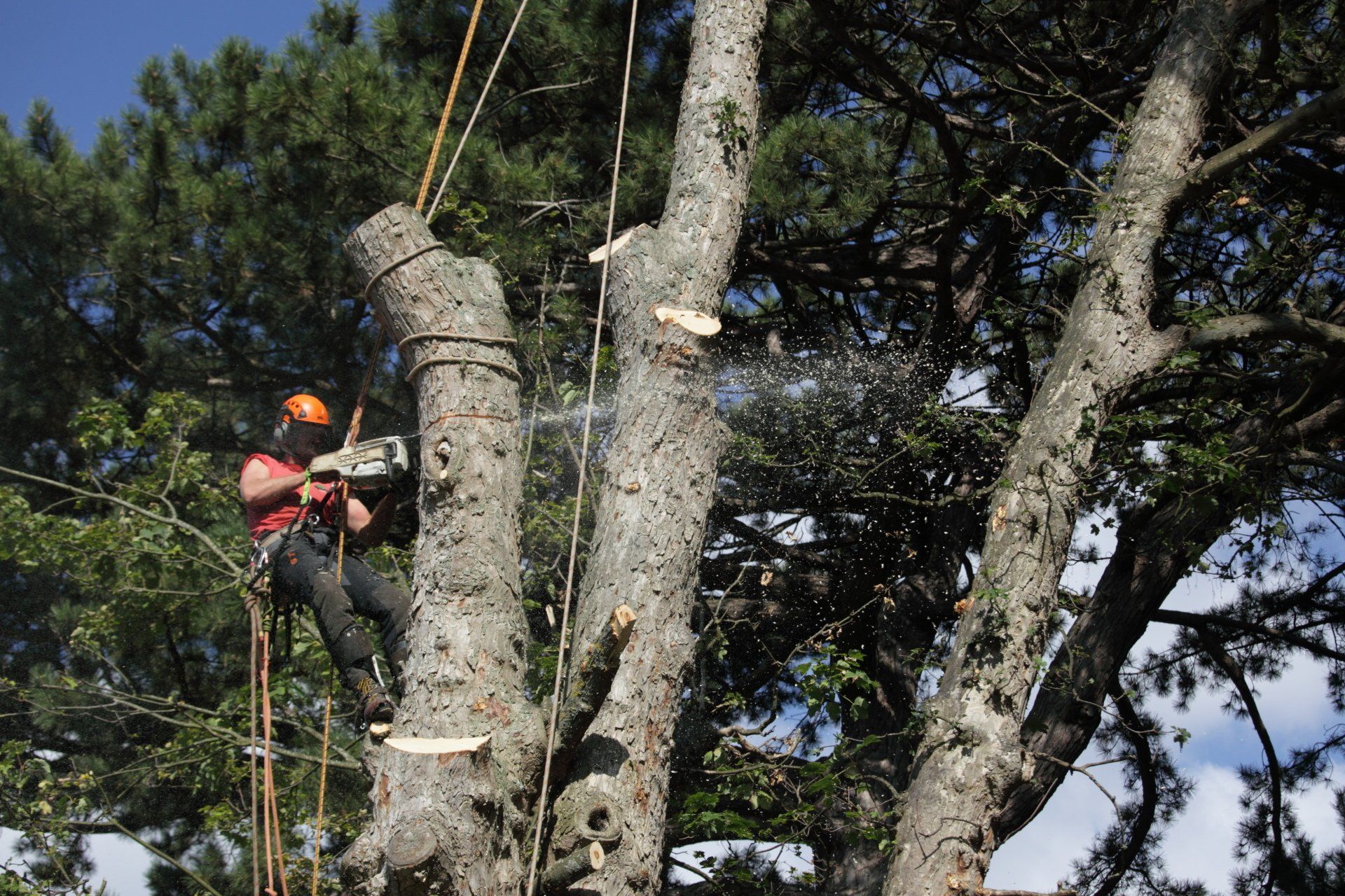 Tree surgery