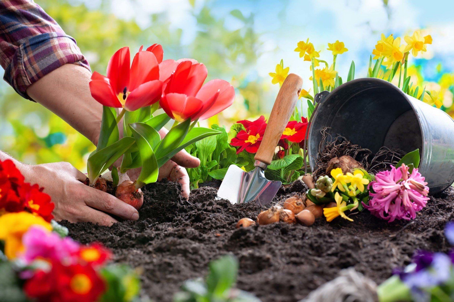 Gartenpflanzen