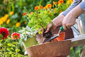 Experienced gardeners
