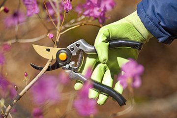 pruning