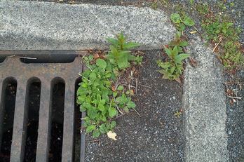 weed control