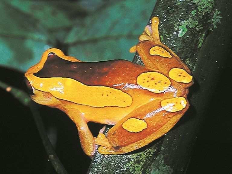 Colorful Frog Colorful Frog
