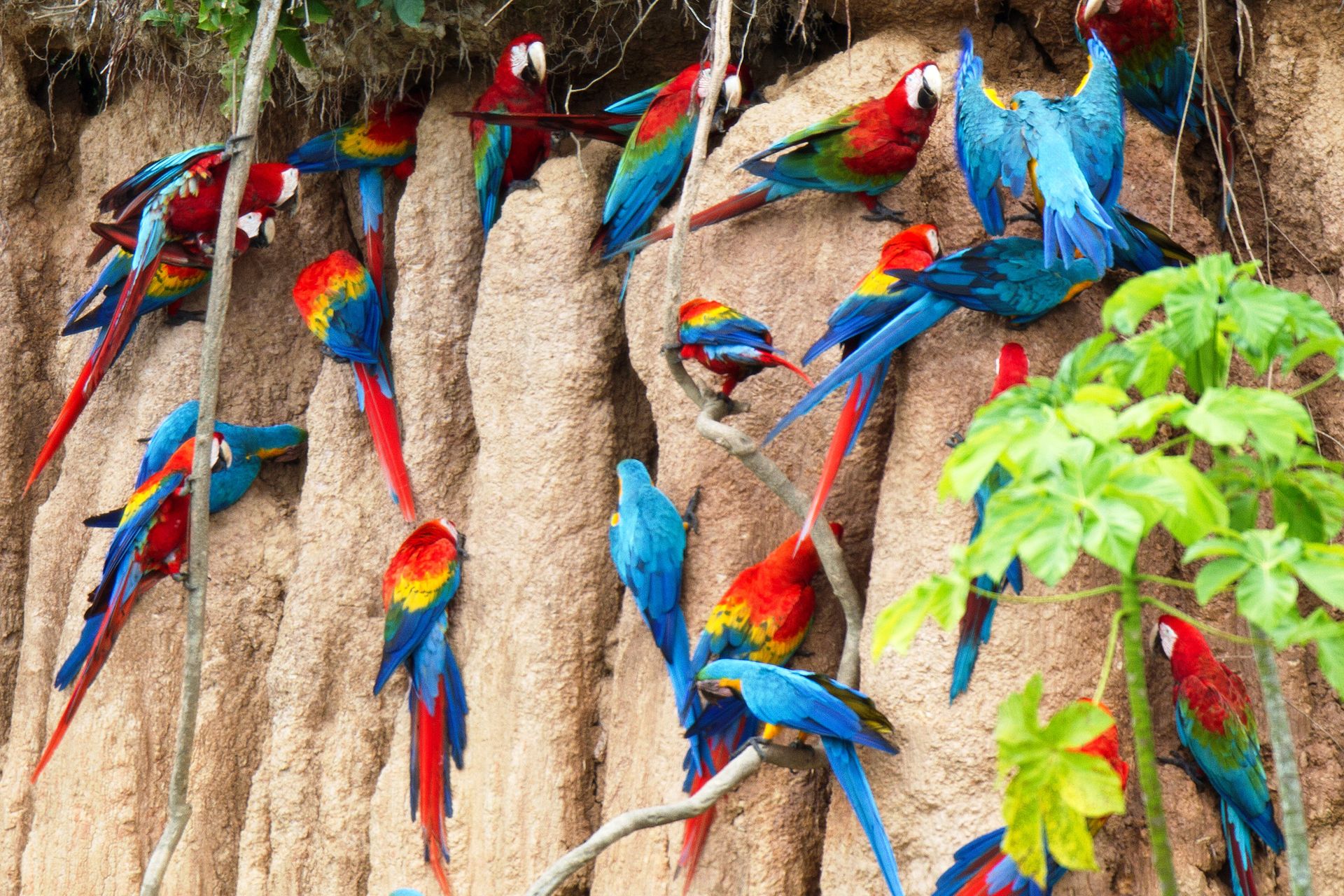 Macaw Clay Lick Macaw Clay Lick