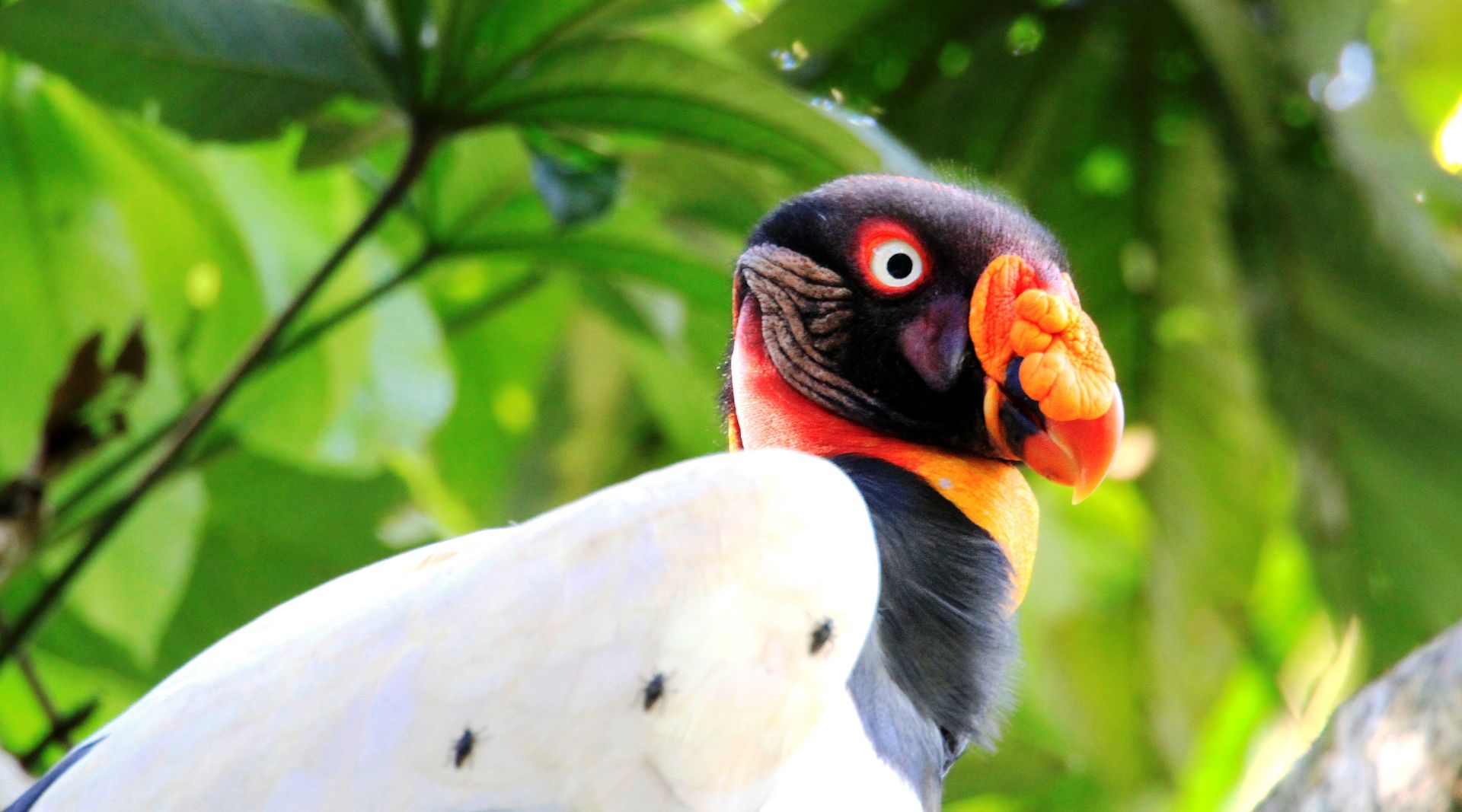 King Vulture