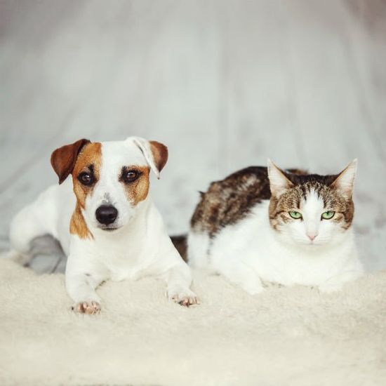 cane e gatto