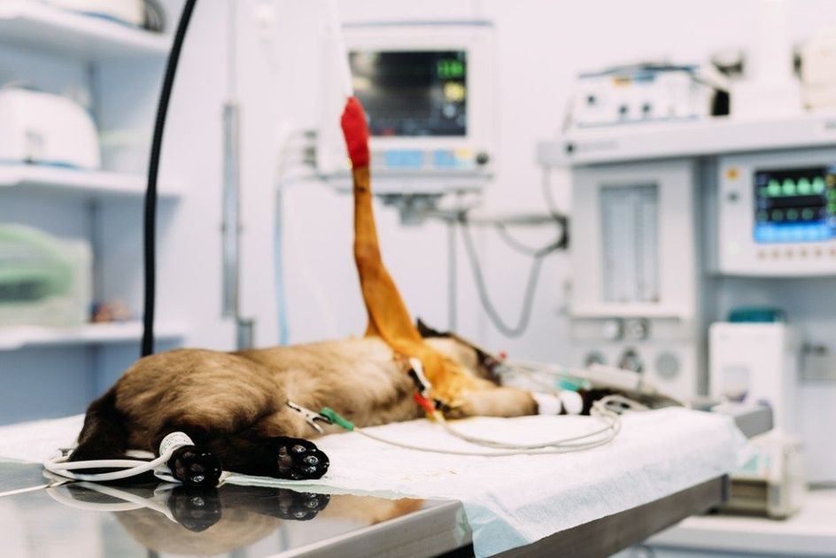 servizi veterinari