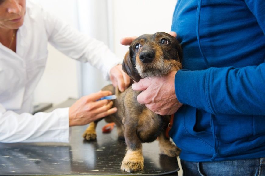 vaccinazione cane