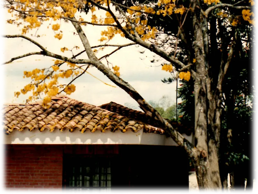 A tree with bright yellow flowers stretches its branches over the clay-tiled roof of a brick building.
