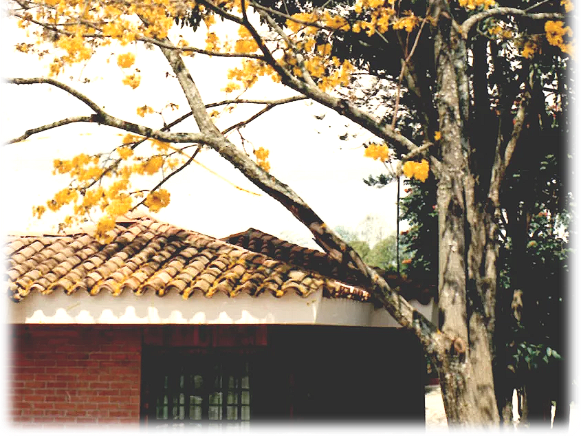 A brick house with a weathered clay-tiled roof stands beneath a large tree with vibrant yellow flowers.