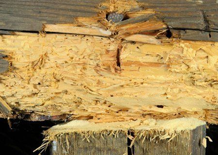 damaged wood