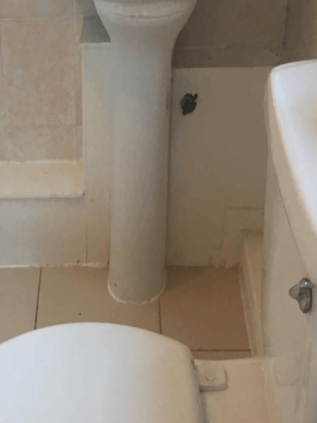 Pipe