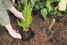 Landscape gardening - Great Wakering, Essex - Turner Landscapes - Planting Landscape gardening - Great Wakering, Essex - Turner Landscapes - Planting