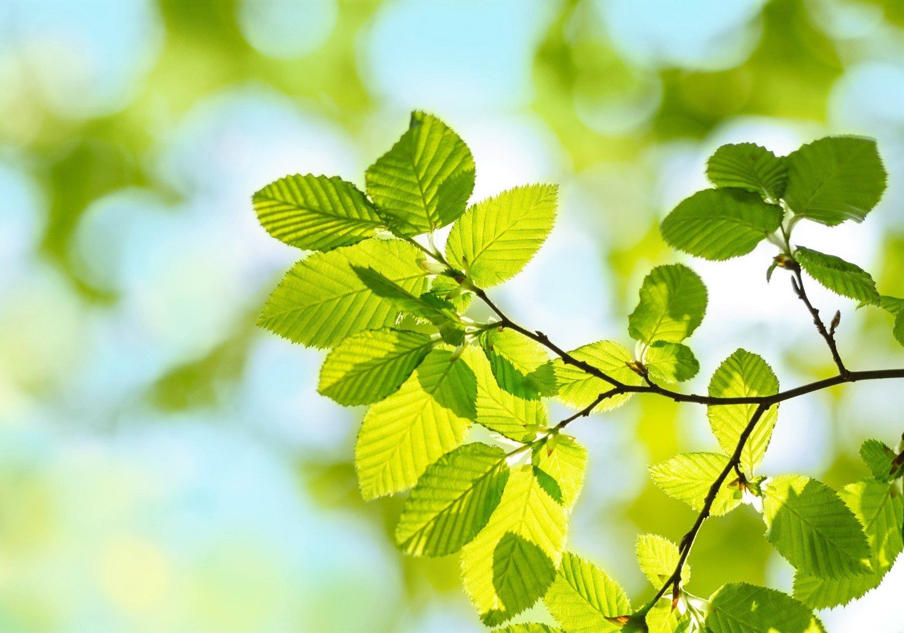 Green leaves on a branch, bathed in sunlight, with a blurred blue and green background.