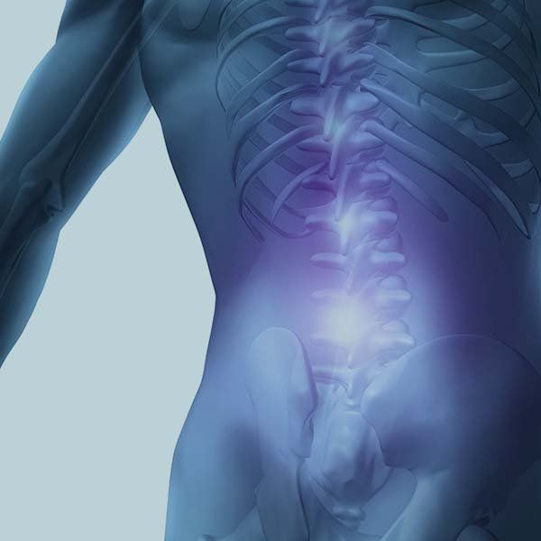 human ribs