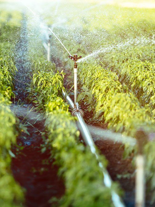 Irrigation System — Lynams Landscapes In Jensen QLD Irrigation System — Lynams Landscapes In Jensen QLD