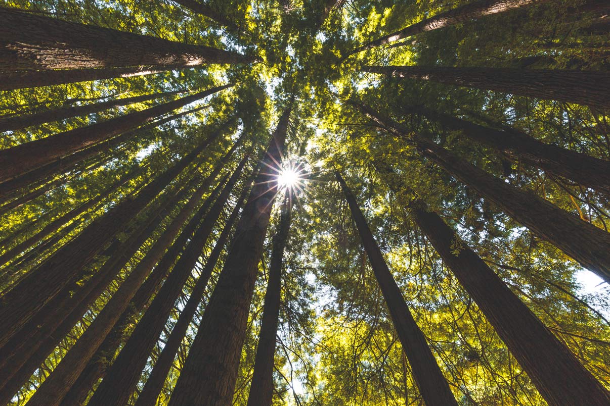 forest trees