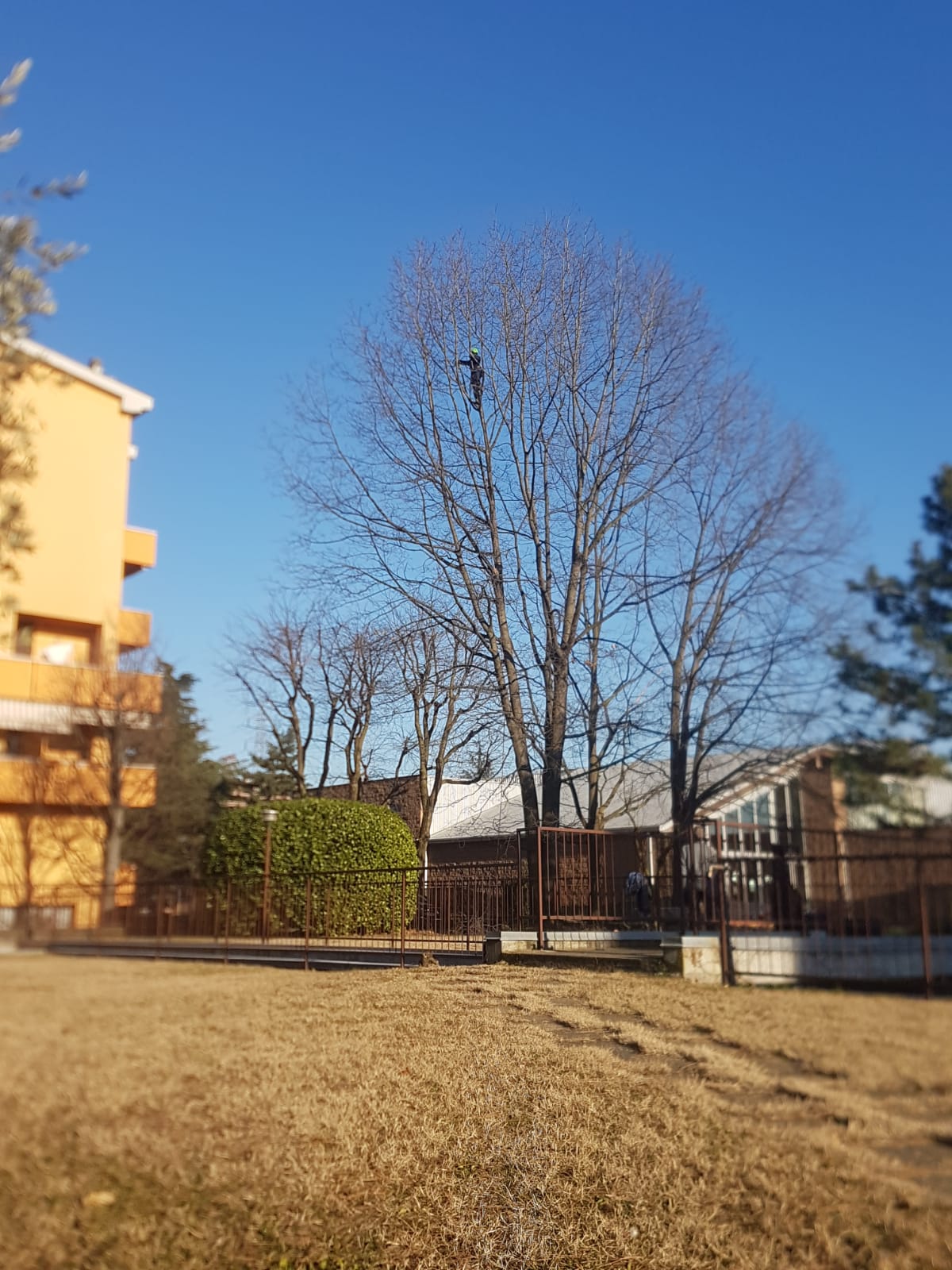 potatura di alberi