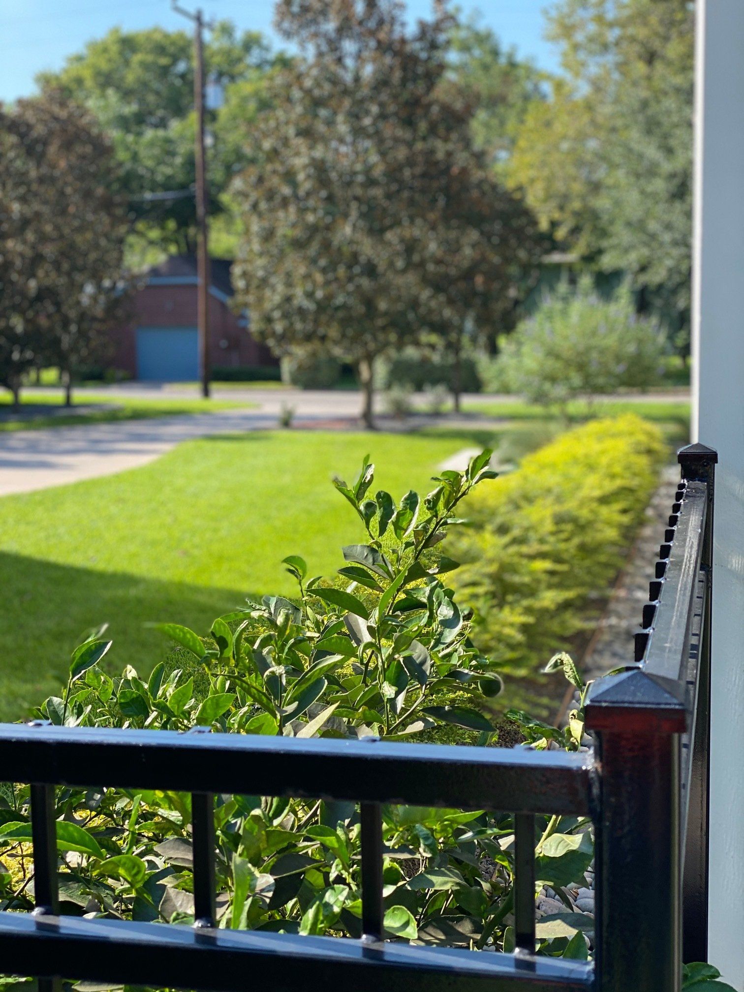 lawn maintenance