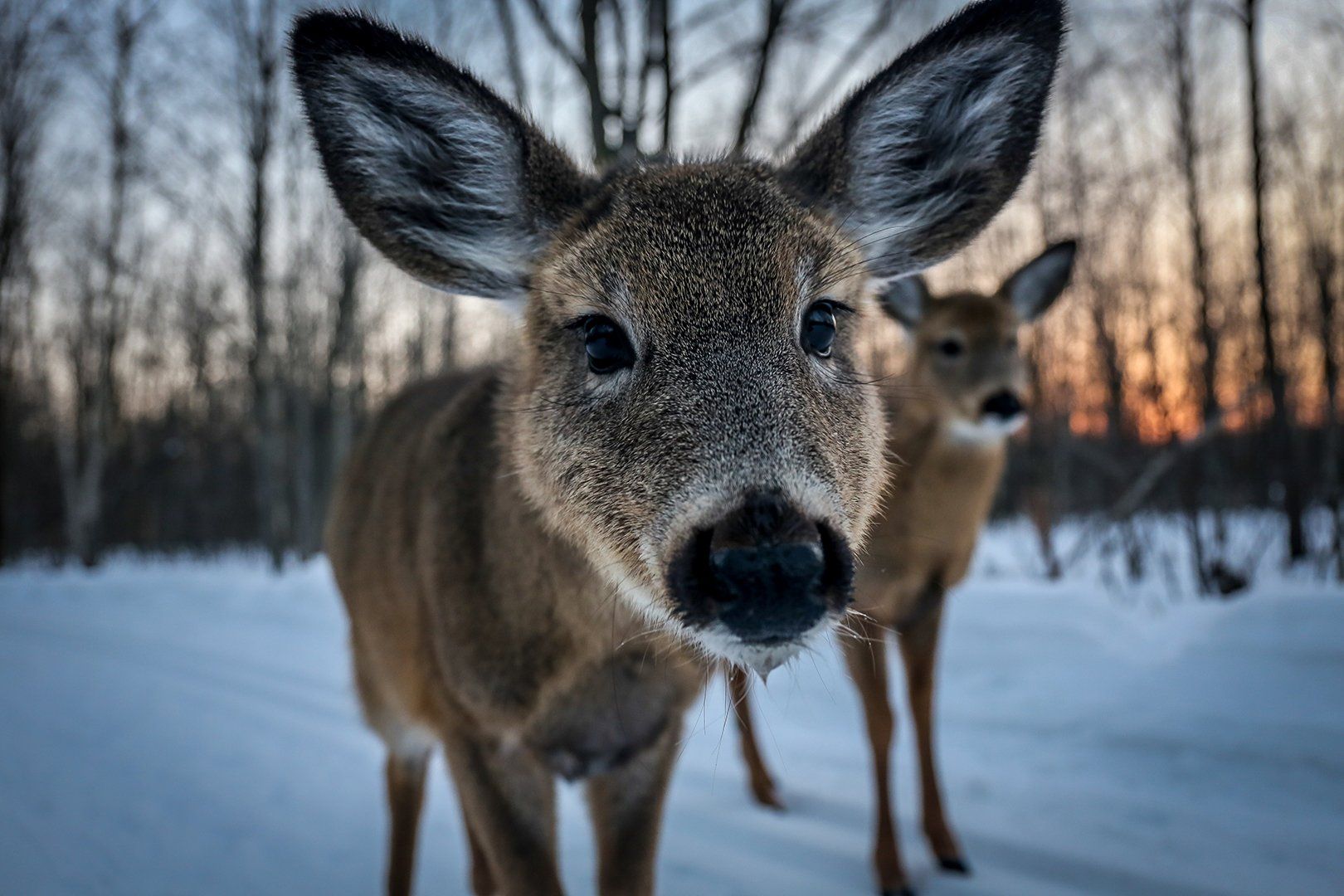 Angel Fire Wildlife