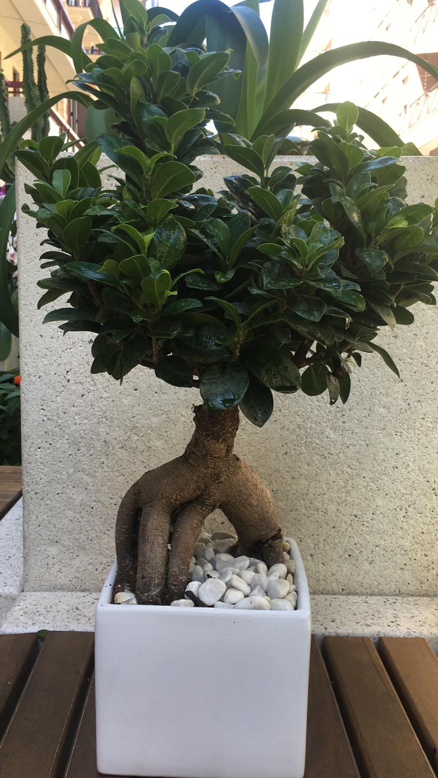 fiore4