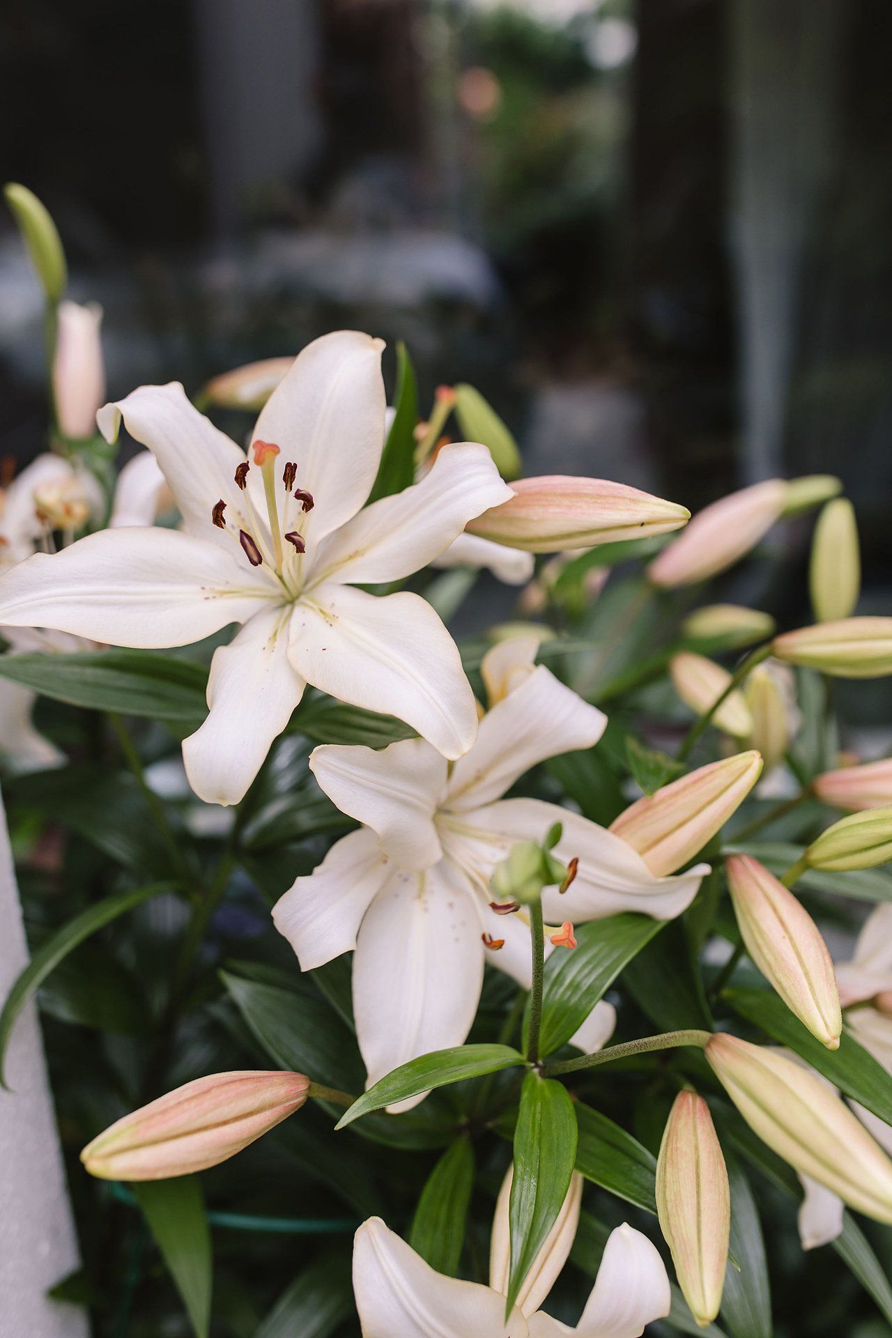Garden Tours for Bloom in the Boom 2020