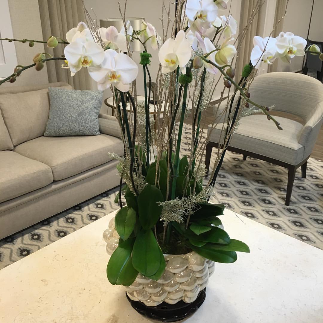Orchids in Palm Beach