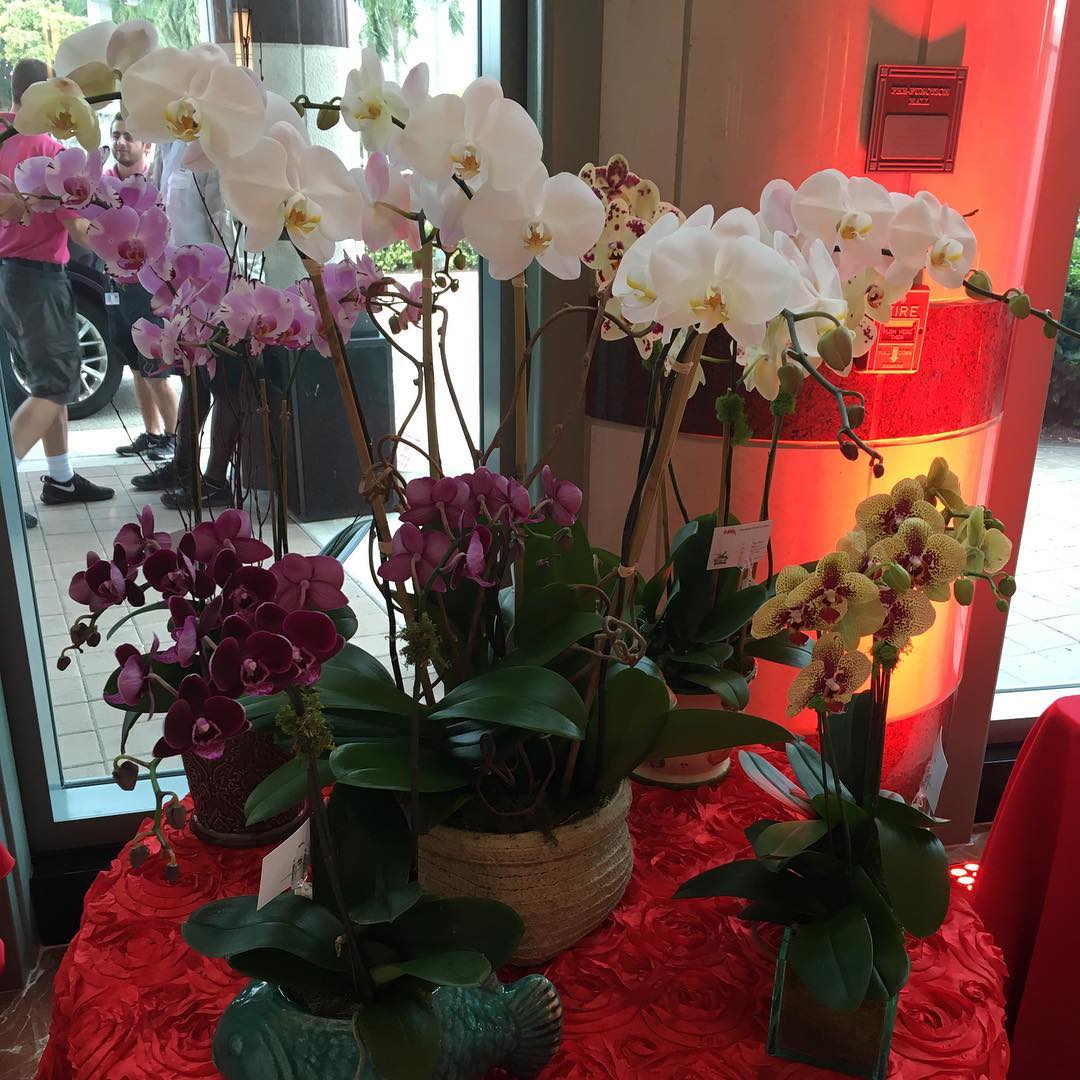 Orchids in Palm Beach