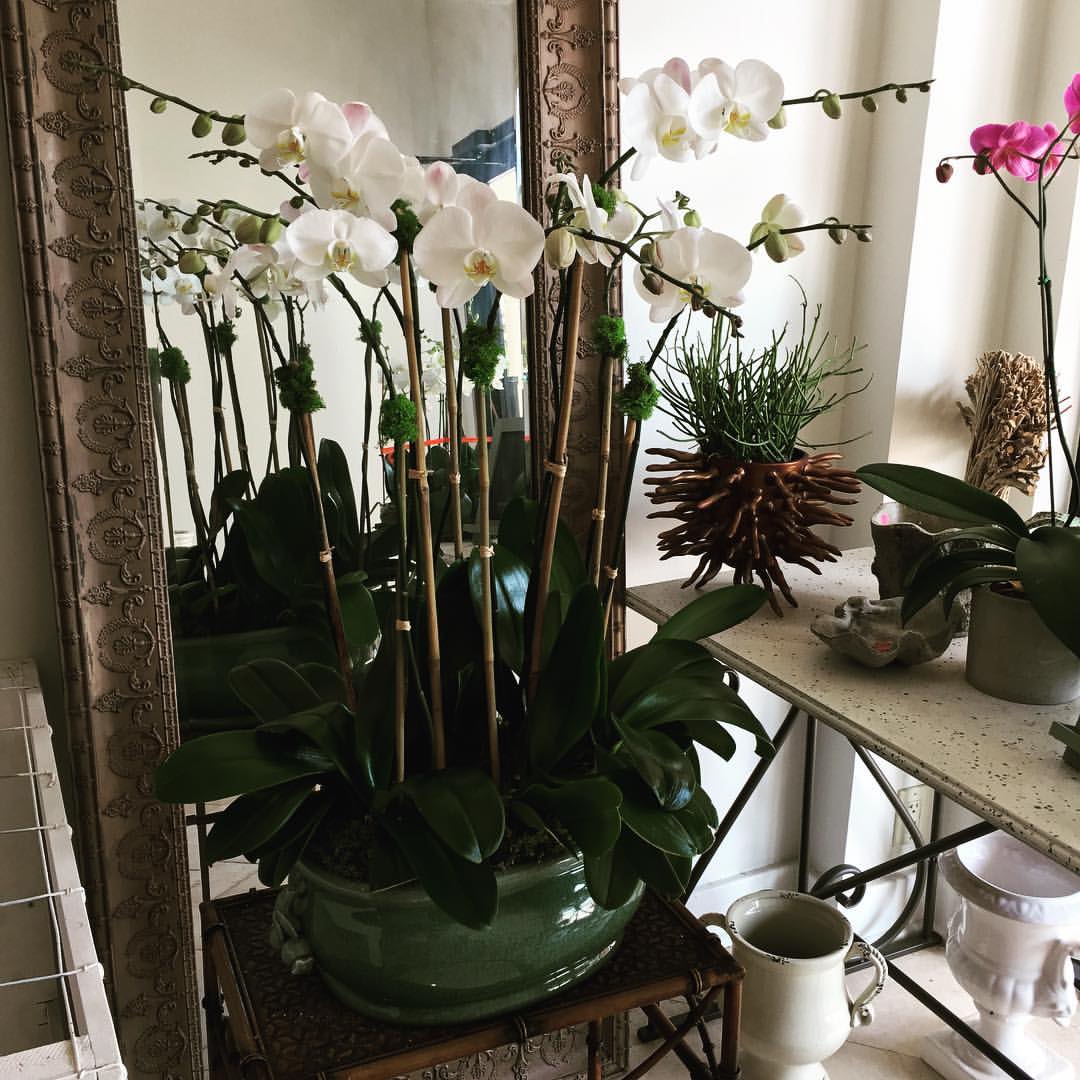 Palm Beach Orchids by lindsey white orchids