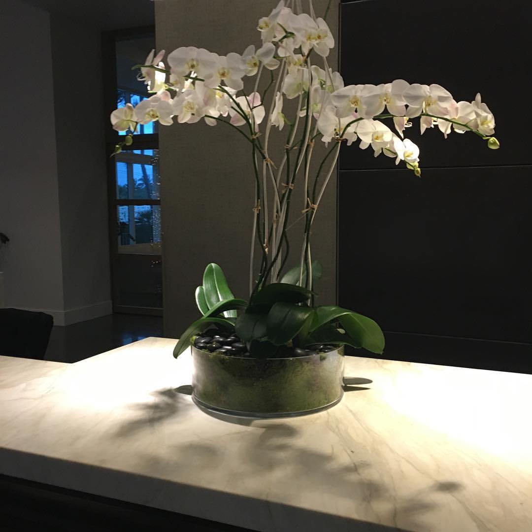 Orchid Store Palm Beach Florida
