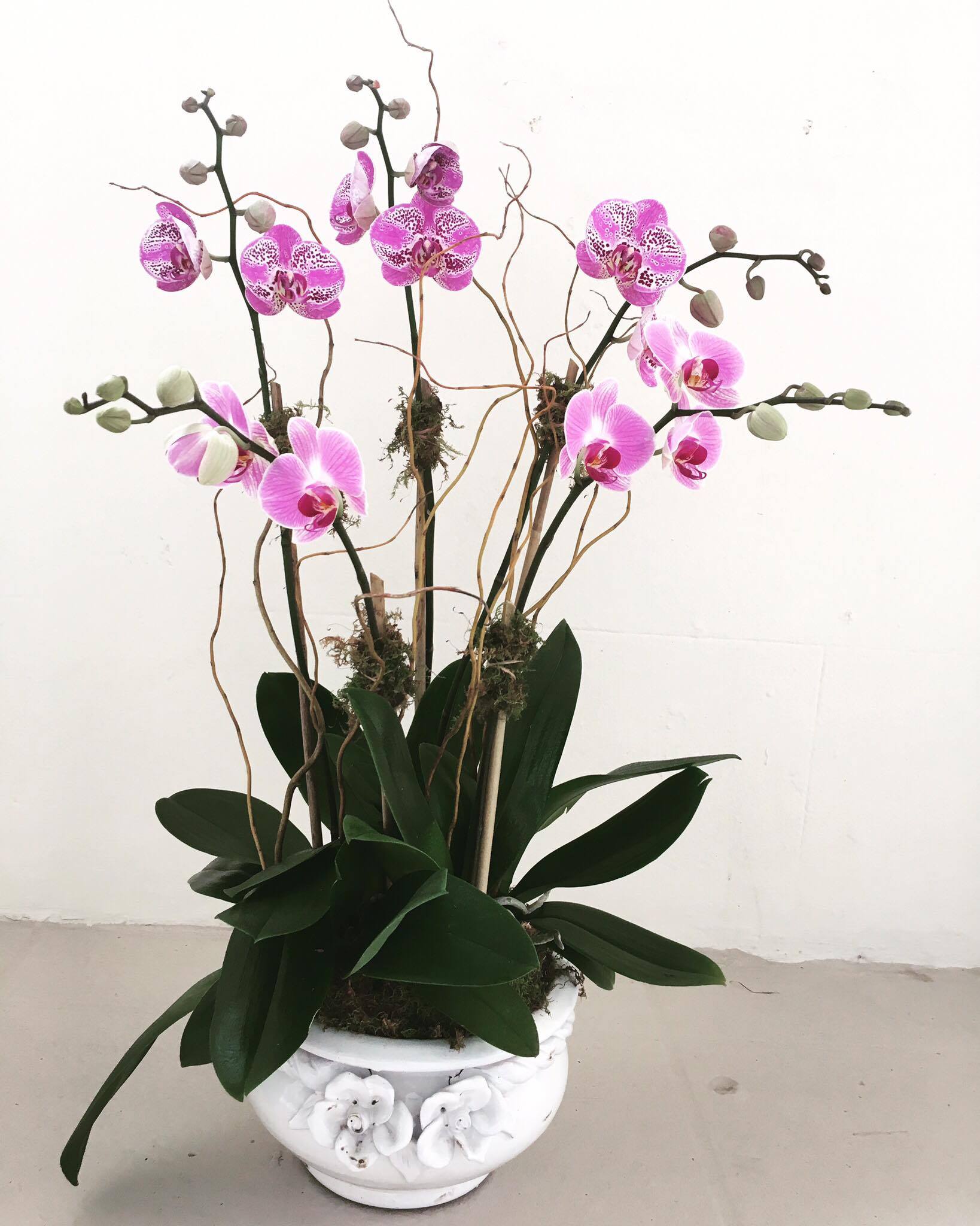 Orchids in Palm Beach