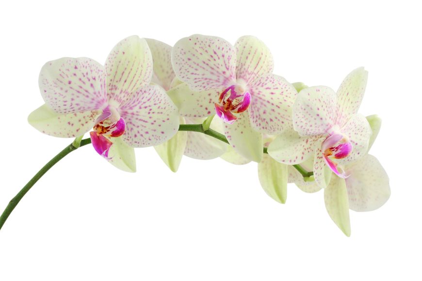 Orchids in Palm Beach