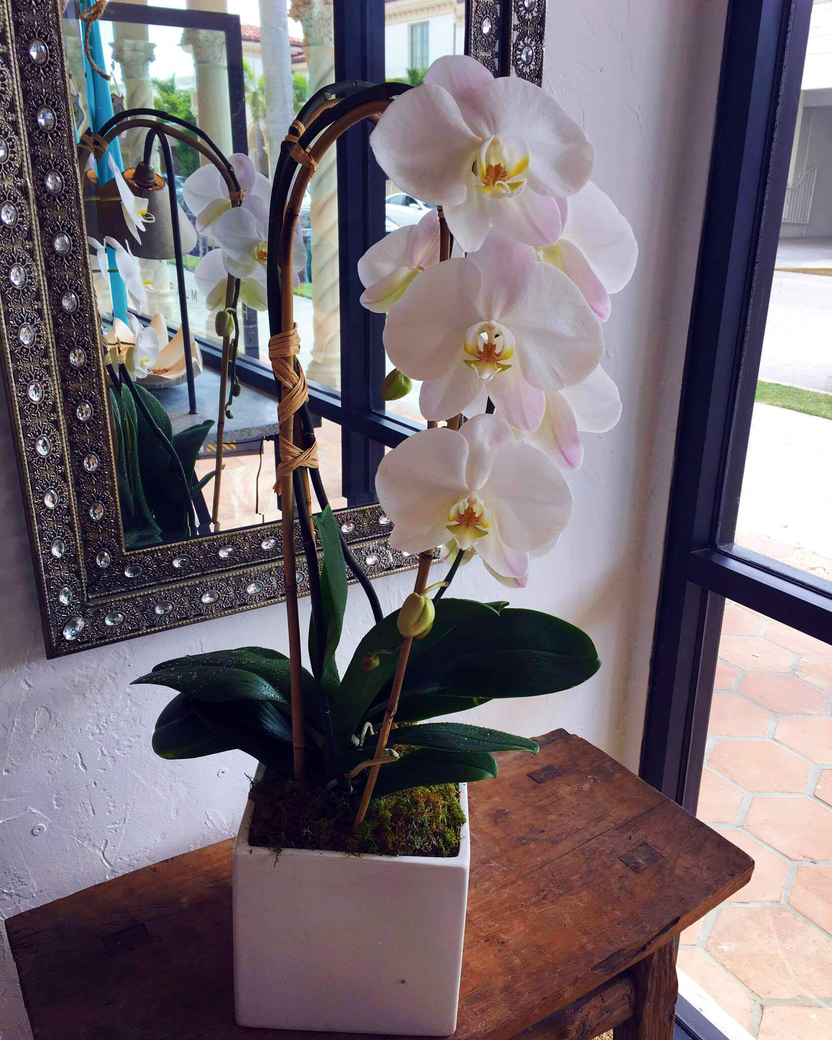 Palm beach orchids by lindsey orchid delivery
