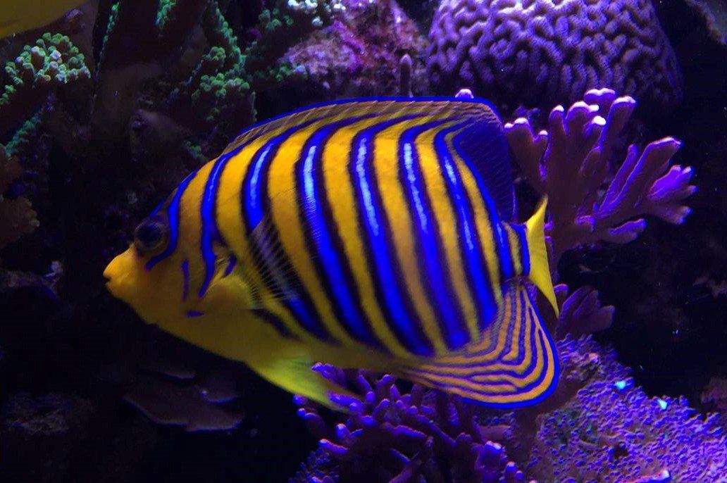 pesci in acquario