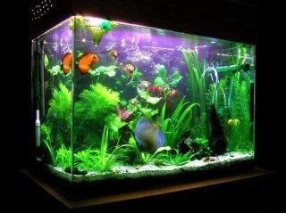 acquario