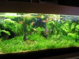 acquario con piante